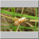 Rhagio tringarius - Schnepfenfliege w01.jpg